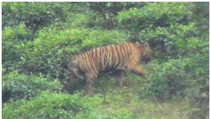 tiger killed 5 cows in munnar nyamakad tiger killed 5 cows in munnar nyamakad