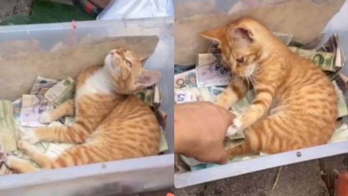 Netizens are in love with this viral video of a strict cashier cat Netizens are in love with this viral video of a strict cashier cat