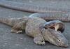 snake bites a Monitor lizard in nilgiri