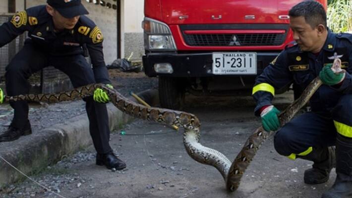 Bangkok has serious snake problem in every 15 minutes people call for the help to rescue dva Bangkok has serious snake problem in every 15 minutes people call for the help to rescue dva