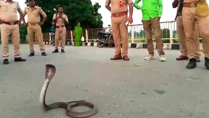 Cobra came out of the trunk during Vehicle checking by police in basti kpg Cobra came out of the trunk during Vehicle checking by police in basti kpg