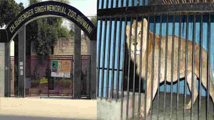 Zoo tour will be free till October eight in haryana uja Zoo tour will be free till October eight in haryana uja