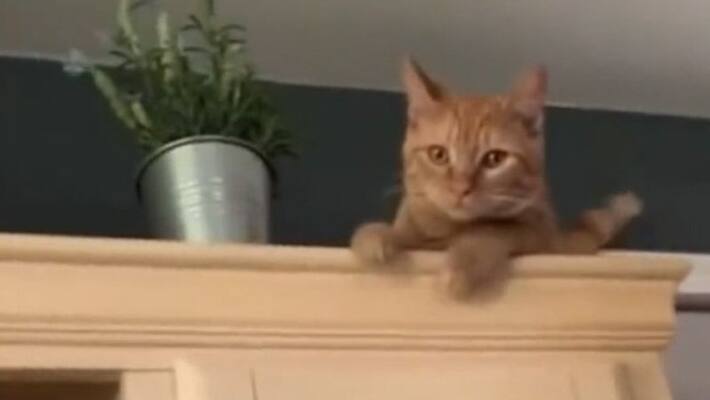 Airport Security finds cat in passenger suitcase in New york Airport Security finds cat in passenger suitcase in New york