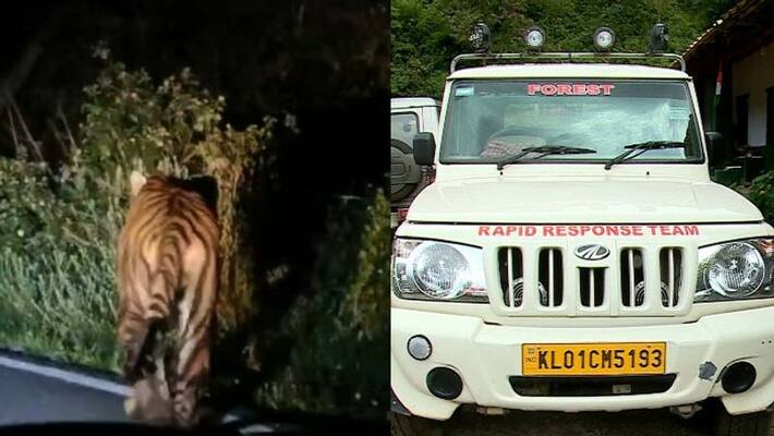 Tiger Spotted in munnar Tiger Spotted in munnar