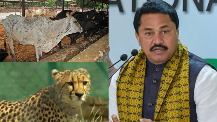 Maharashtra Congress president Nana Patole alleges Centre deliberately brought cheetahs to spread of Lumpy Skin Disease Maharashtra Congress president Nana Patole alleges Centre deliberately brought cheetahs to spread of Lumpy Skin Disease