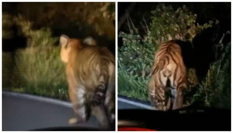 Tiger that terrorised the area was caught in Munnar.