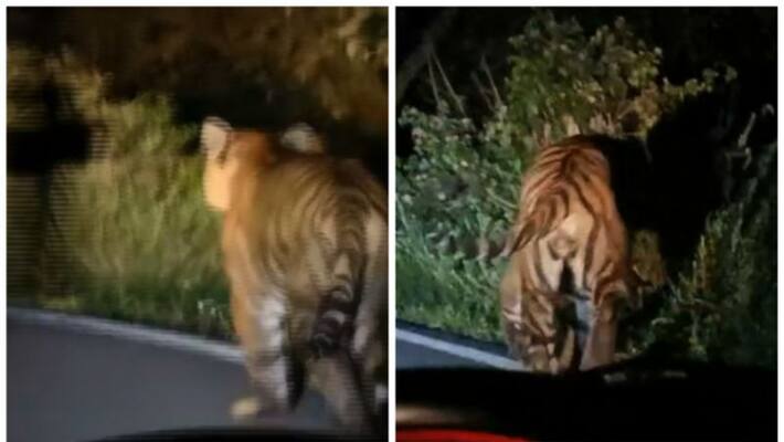 The presence of the tiger ,Alert in Munnar Rajamala The presence of the tiger ,Alert in Munnar Rajamala