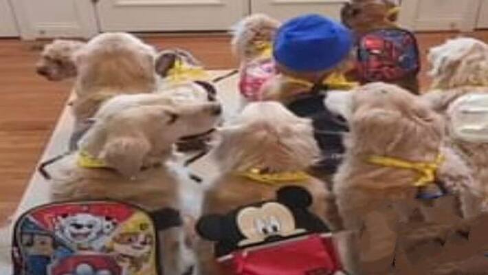 pet dogs waiting for school bus with tiny bags video goes viral on social media apa pet dogs waiting for school bus with tiny bags video goes viral on social media apa
