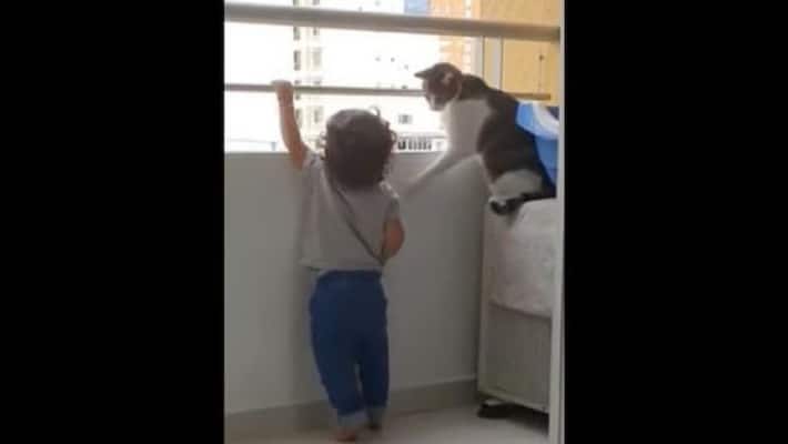 see cute cat becomes a bodyguard to protect toddler in this Viral video apa see cute cat becomes a bodyguard to protect toddler in this Viral video apa