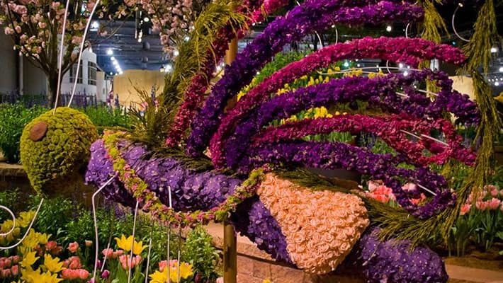 nilgiris flower exhibition starts today nilgiris flower exhibition starts today