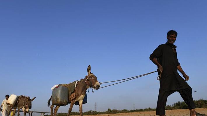 China to import donkeys and dogs from Pakistan China to import donkeys and dogs from Pakistan