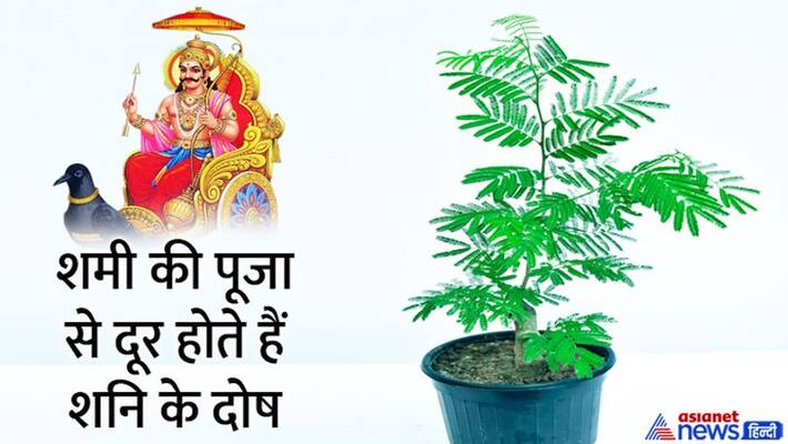 Shami Puja 2022 Vijayadashami 2022 Dussehra 2022 Shami Puja 2022 Shubh Muhurat Shami Puja Vidhi MMA Shami Puja 2022 Vijayadashami 2022 Dussehra 2022 Shami Puja 2022 Shubh Muhurat Shami Puja Vidhi MMA