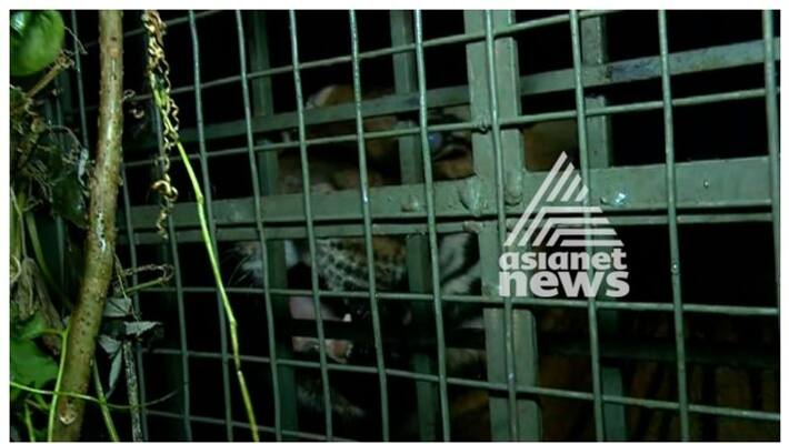 tiger in munnar got stuck in a trap tiger in munnar got stuck in a trap