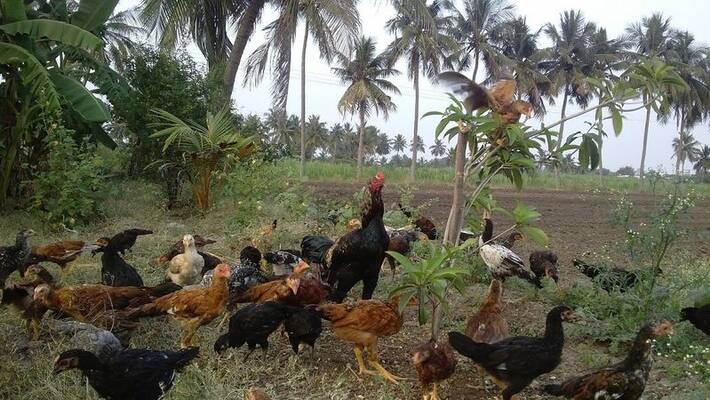 subsidy upto 50 lakh those who participate in livestock breeding subsidy upto 50 lakh those who participate in livestock breeding