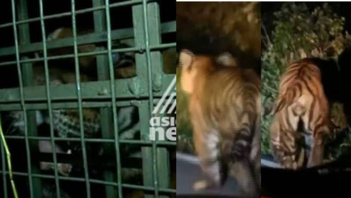 A tiger trapped in Idukki has cataracts in its left eye A tiger trapped in Idukki has cataracts in its left eye