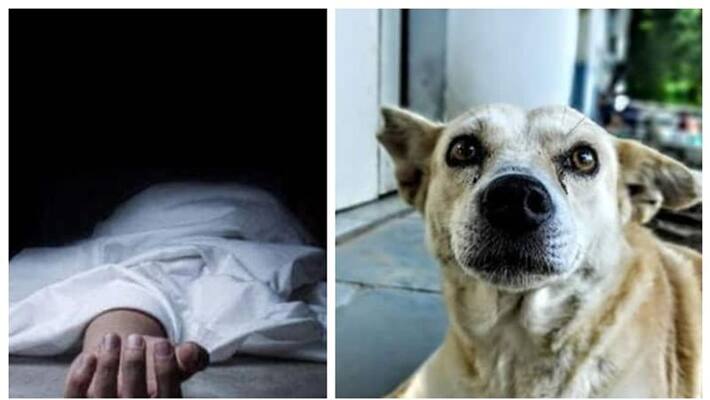 man who was under treatment died after being hit by a street dog in Pathanamthitta man who was under treatment died after being hit by a street dog in Pathanamthitta