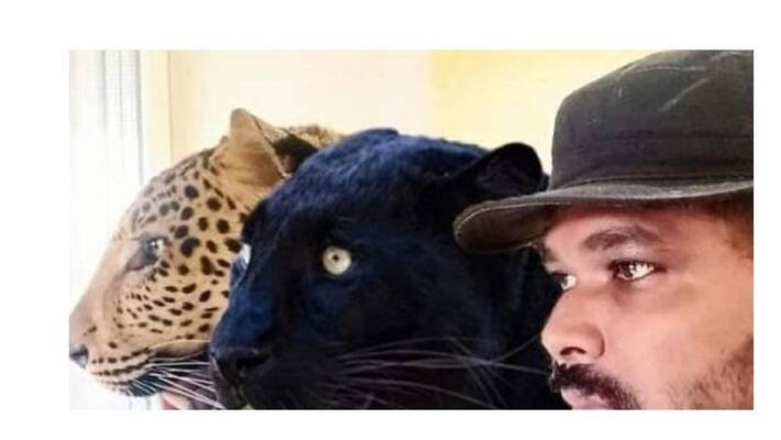 Andhra doctor appeals to India to rescue his pet jaguar and panther from Ukraine mda Andhra doctor appeals to India to rescue his pet jaguar and panther from Ukraine mda