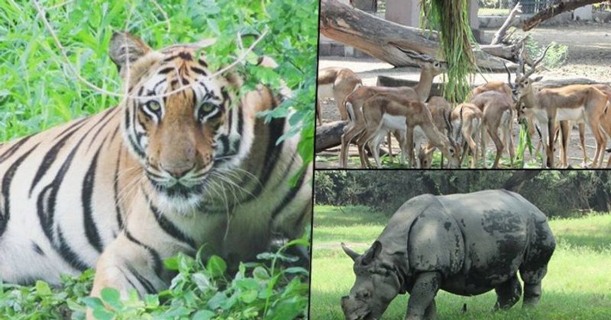 Delhi zoo announces animal adoption scheme, you can now adopt your favourite animal; here's how