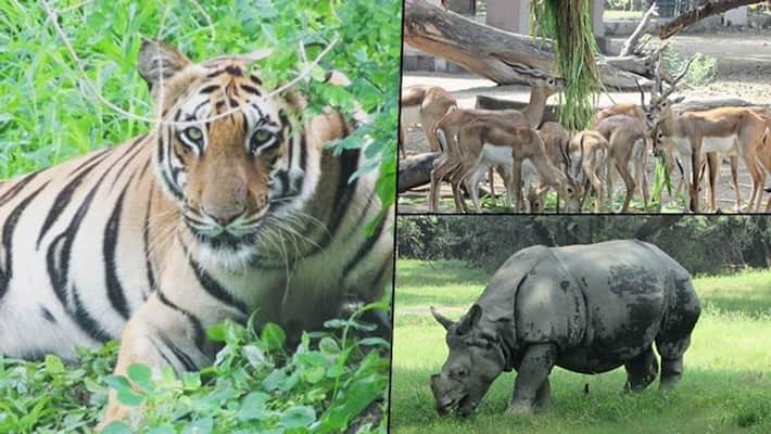 Delhi zoo announces animal adoption scheme, you can now adopt your  favourite animal; here's how