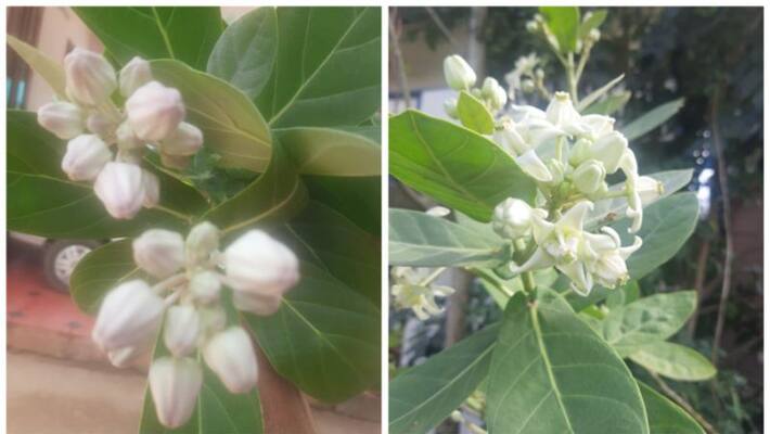 Erukin flower gives quick results Erukin flower gives quick results