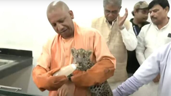 Yogi Adityanath Feeds milk Leopard Cub Yogi Adityanath Feeds milk Leopard Cub