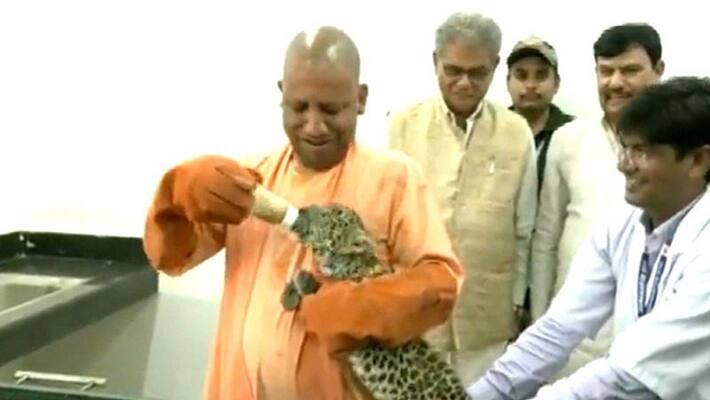 UP CM Yogi Adityanath feeds milk to leopard cub at Gorakhpur zoo UP CM Yogi Adityanath feeds milk to leopard cub at Gorakhpur zoo