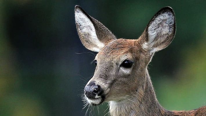 Rs 1 lakh fine for those who kept deer curry in Tenkasi Rs 1 lakh fine for those who kept deer curry in Tenkasi