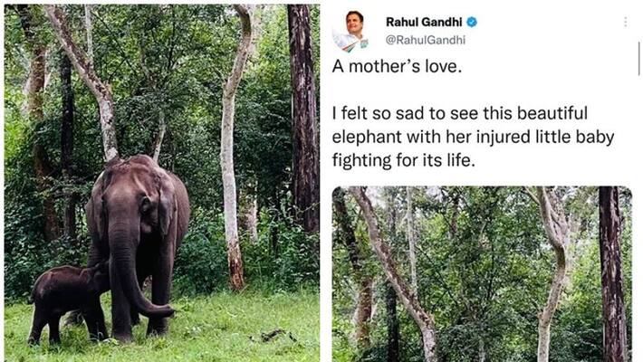 Rahul Gandhi letter to CM Basavaraj Bommai regard baby elephant san Rahul Gandhi letter to CM Basavaraj Bommai regard baby elephant san
