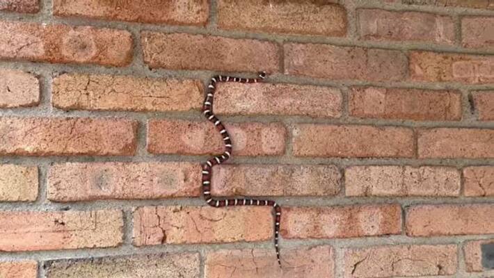 Sonoran Mountain Kingsnakes Climbing Skills On Brick Wall know interesting facts about this apa Sonoran Mountain Kingsnakes Climbing Skills On Brick Wall know interesting facts about this apa