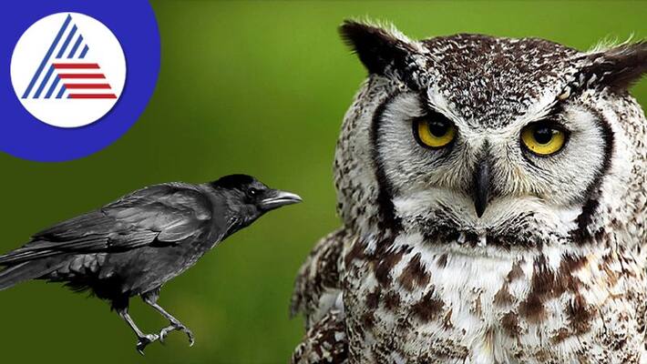 what is the meaning of ow, crow and other birds entering house what is the meaning of ow, crow and other birds entering house