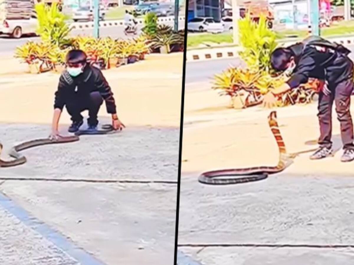 Boy catches snake with bare hands This young boy shows his bravery