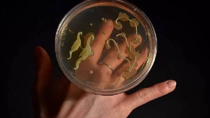 this artists making jewellery from bacteria this artists making jewellery from bacteria
