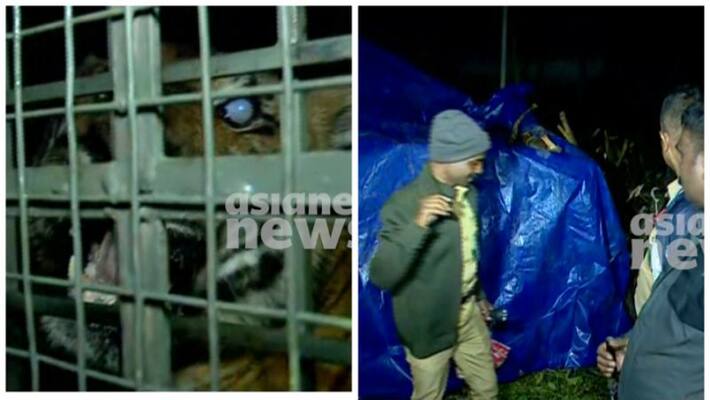 The tiger that shook people in Munnar is now in Periyar Tiger Sanctuary The tiger that shook people in Munnar is now in Periyar Tiger Sanctuary