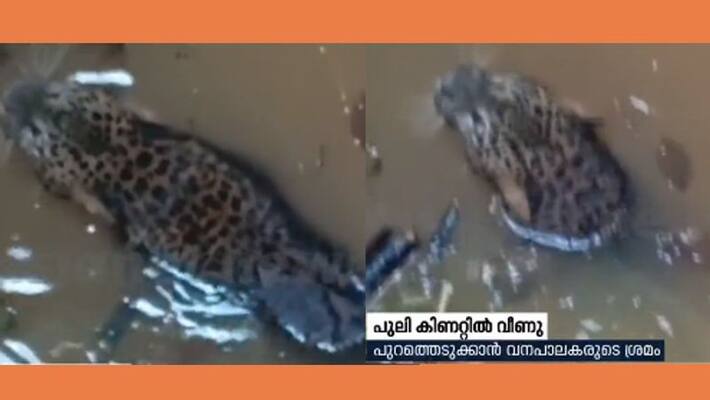 Leopard falls into well in Wayanad Leopard falls into well in Wayanad