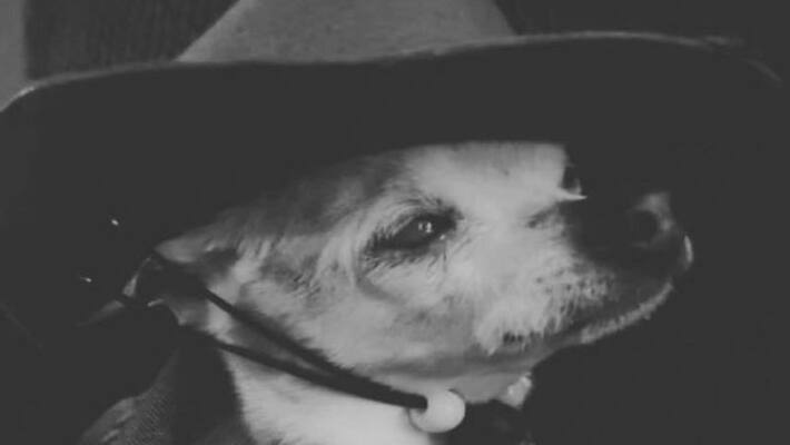 World Oldest Dog pebbles died in america named in Guinness Book of The World Records apa World Oldest Dog pebbles died in america named in Guinness Book of The World Records apa
