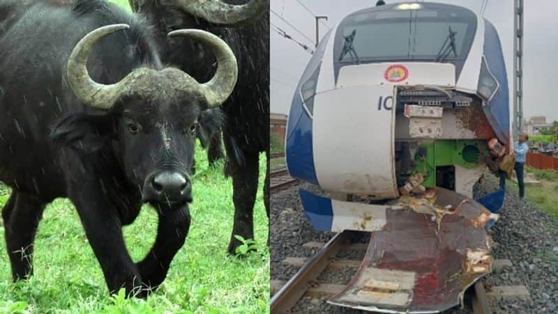 FIR in Guj against the owners of the buffaloes injured by the Vande Bharat express