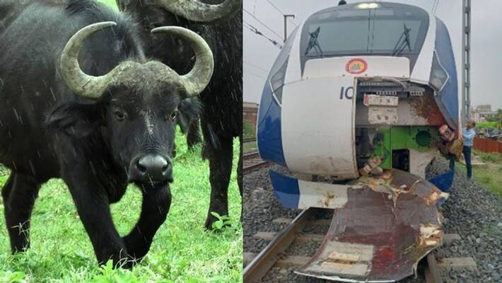 Vande Bharat Express Hits Cow Day After Buffalo Collision Broke Train Nose Vande Bharat Express Hits Cow Day After Buffalo Collision Broke Train Nose