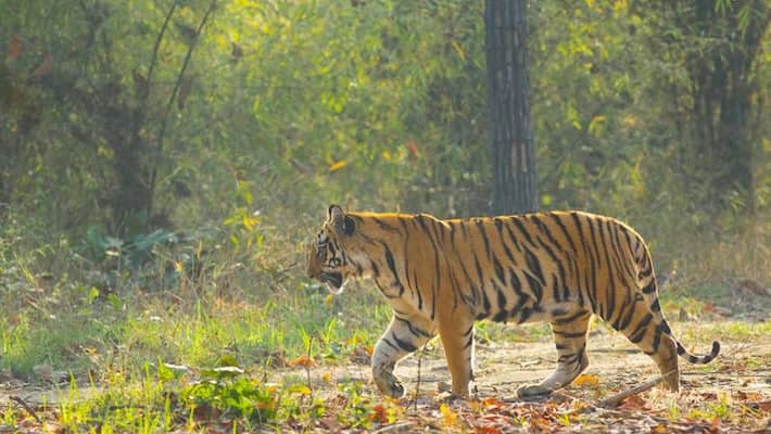 tiger scare again in wayanad a calf was attacked and killed in manantavady tiger scare again in wayanad a calf was attacked and killed in manantavady