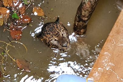 leopard falls into well in wayanad photo story
