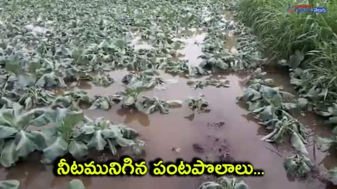 Heavy Rains in Andhra pradesh ... Crop fields submerged in flood water 