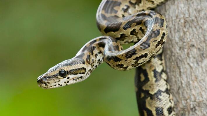 US smuggler arrested for putting three Burmese pythons in his pants US smuggler arrested for putting three Burmese pythons in his pants