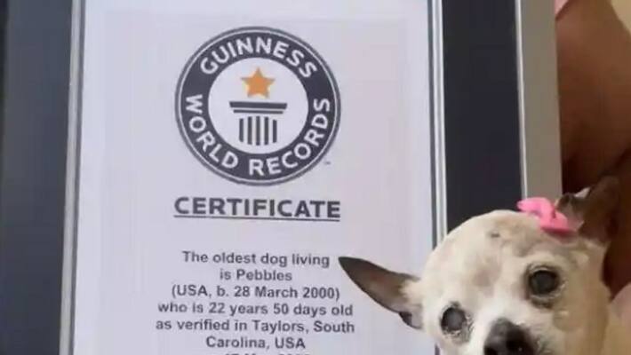 worlds oldest dog Pebbles no more worlds oldest dog Pebbles no more