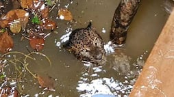 Leopard falls into a family's well in Kerala's Wayanad, rescued after hours
