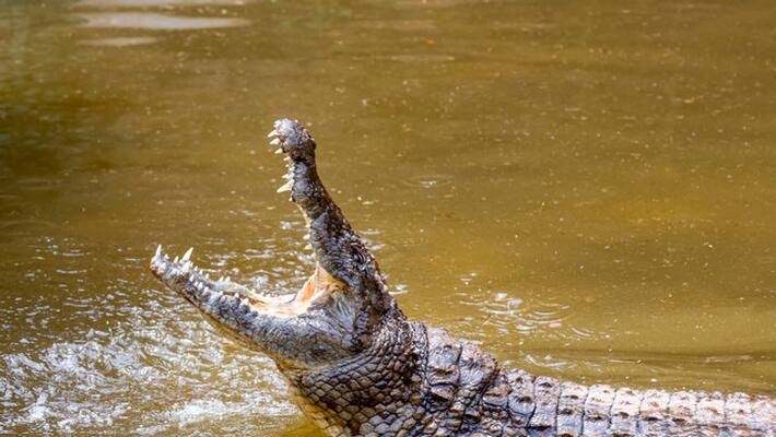 8-Year-Old Boy Kills by Crocodile In Front Of His Parents In Costa Rica 8-Year-Old Boy Kills by Crocodile In Front Of His Parents In Costa Rica