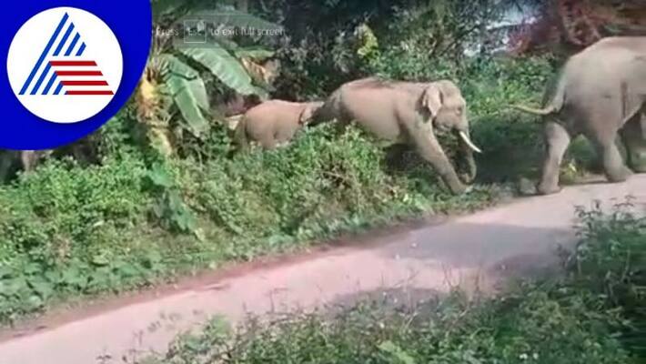 Chikkamagaluru people worried about wild elephants gow Chikkamagaluru people worried about wild elephants gow