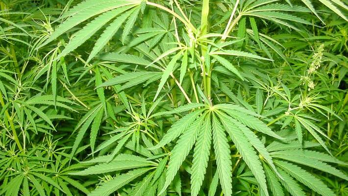 police sub inspector arrested for received bribery in ganja gang police sub inspector arrested for received bribery in ganja gang