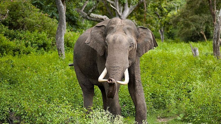 Terrible experience for new couple.. Elephant made a mess while shooting post wedding.. Video viral Terrible experience for new couple.. Elephant made a mess while shooting post wedding.. Video viral