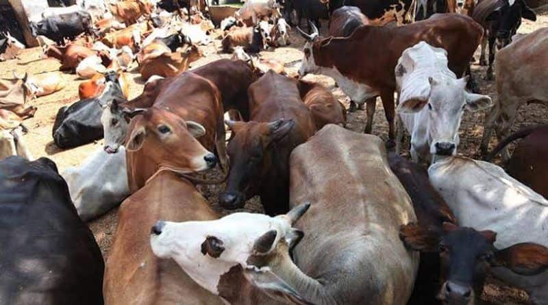 Cow Slaughter Prevention Act in Tamilnadu..?? BJP in the background. Se.Ku Tamilarasan.  