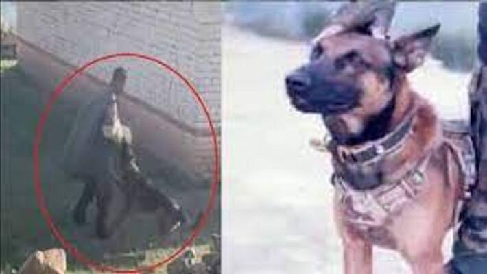 Army dog Zoom fought terrorists with bullet injuries is under observation Army dog Zoom fought terrorists with bullet injuries is under observation