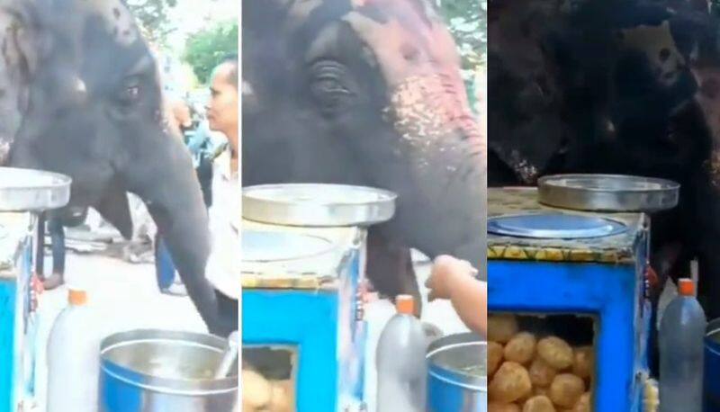 A video of an elephant tasting pani puri in Assam is going viral